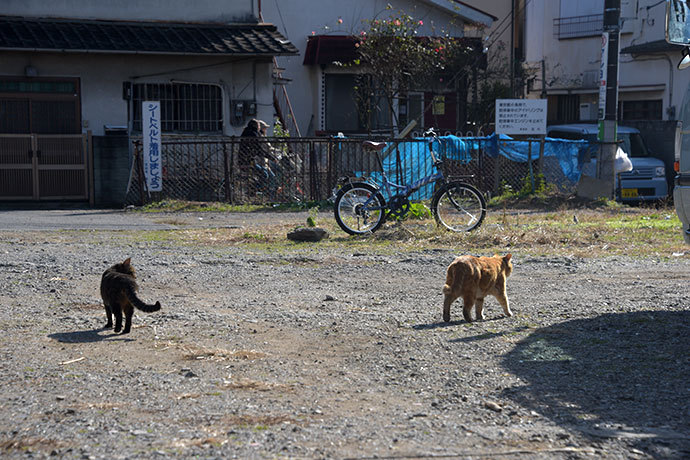街のねこたち