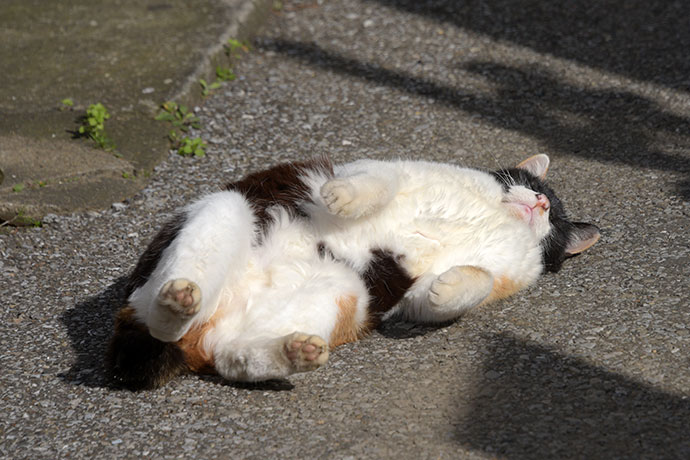 街のねこたち