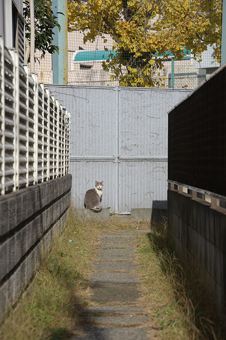 街のねこたち