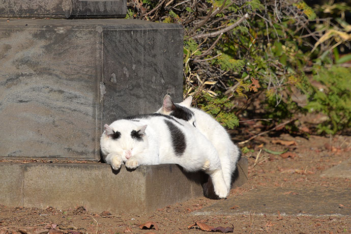 街のねこたち