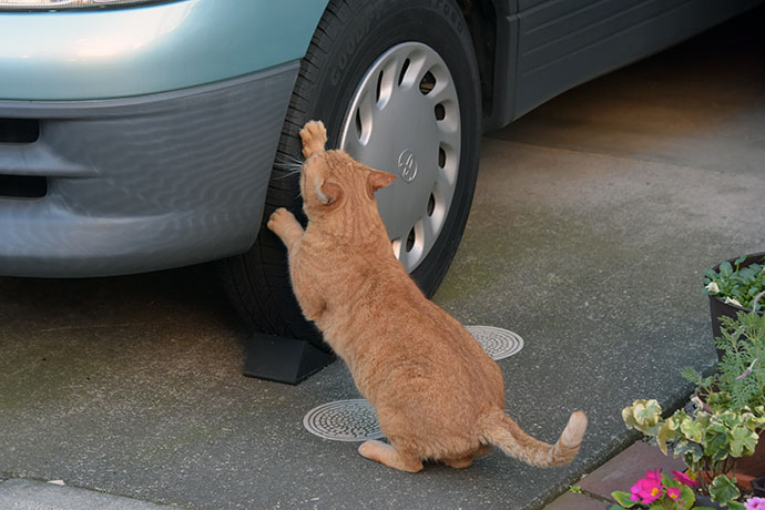 街のねこたち