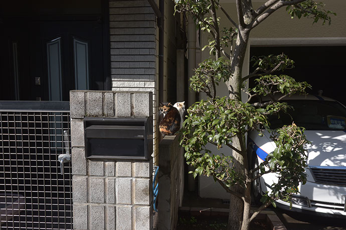 街のねこたち