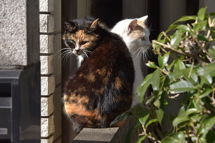 街のねこたち