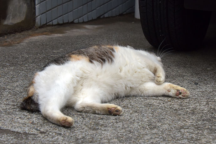 街のねこたち