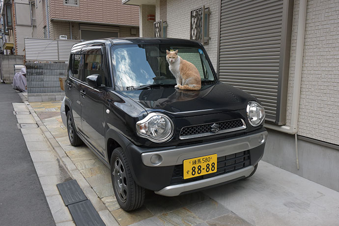 街のねこたち