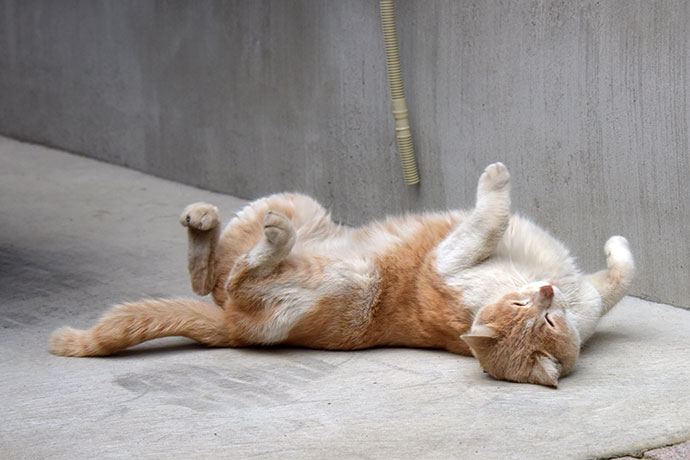 街のねこたち