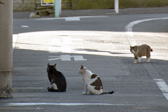 街のねこたち