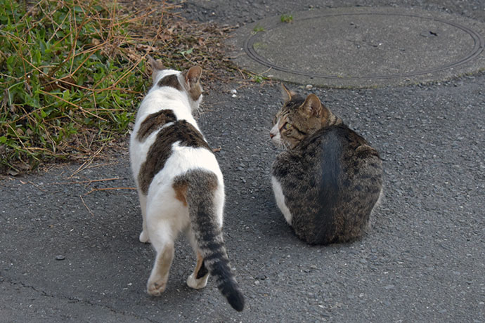 街のねこたち