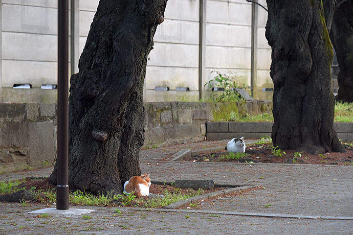 街のねこたち