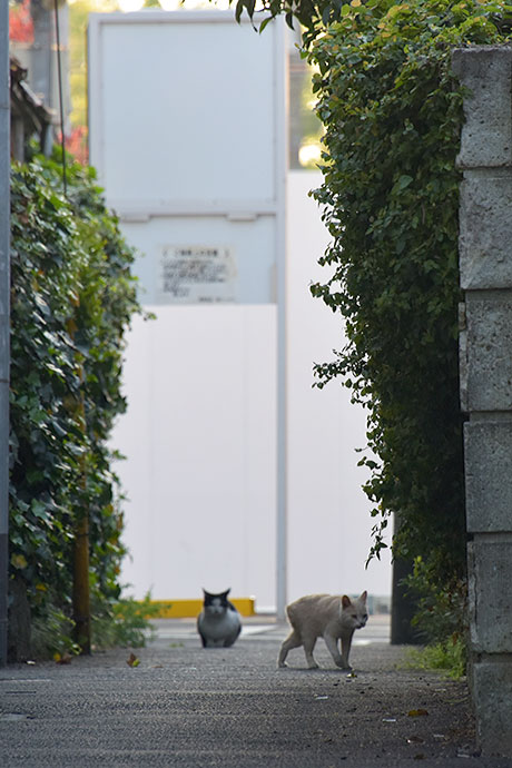 街のねこたち