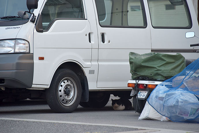 街のねこたち