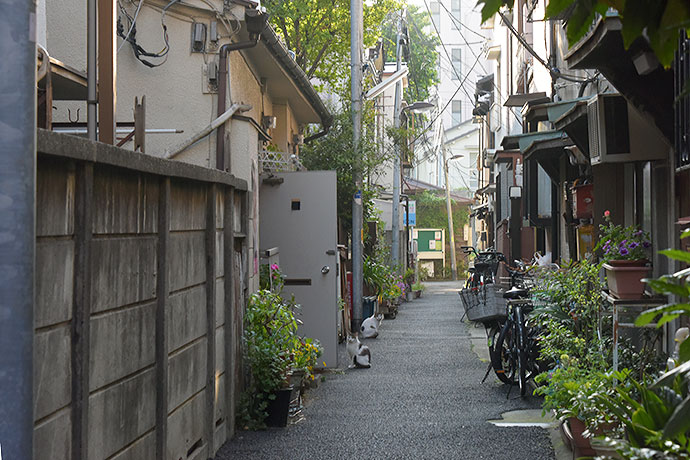 街のねこたち