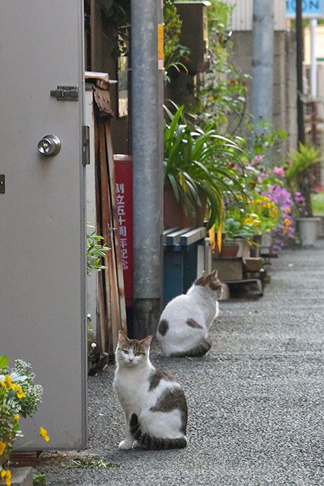 街のねこたち