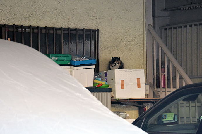 街のねこたち