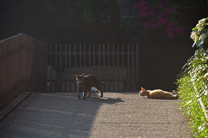 街のねこたち