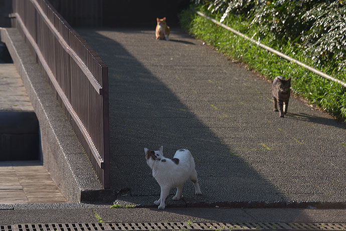 街のねこたち