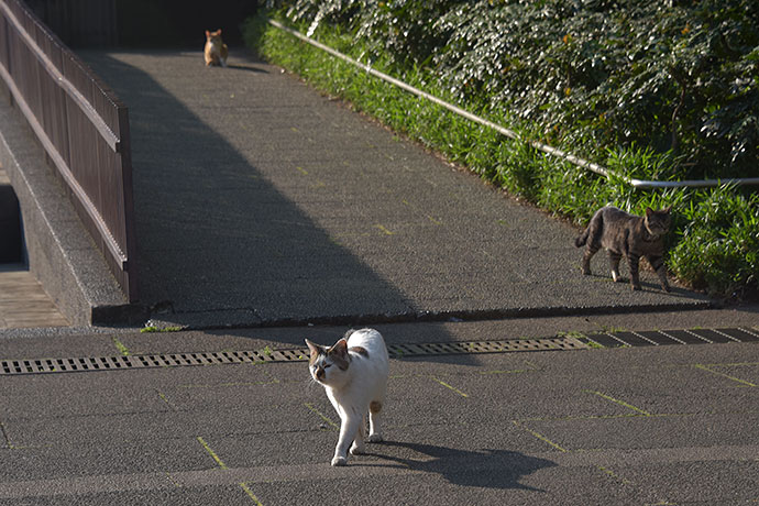 街のねこたち