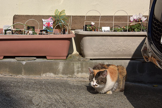 街のねこたち