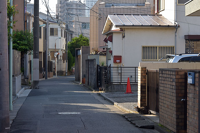 街のねこたち