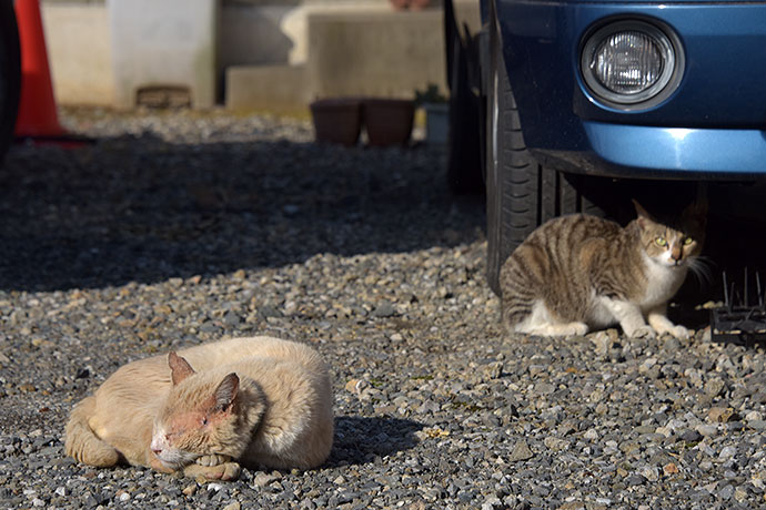 街のねこたち