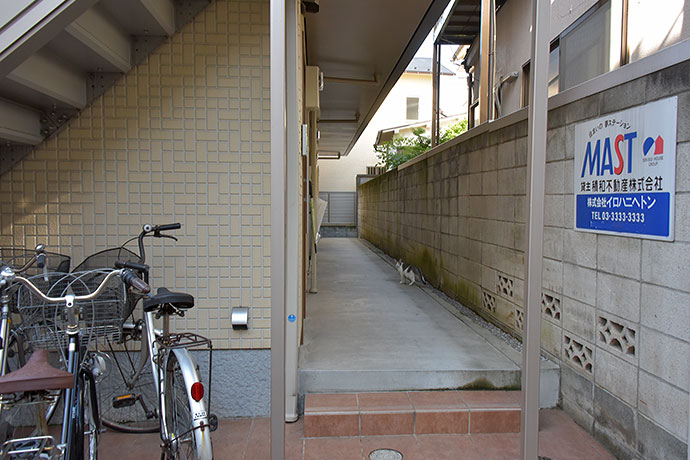 街のねこたち