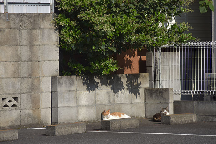 街のねこたち