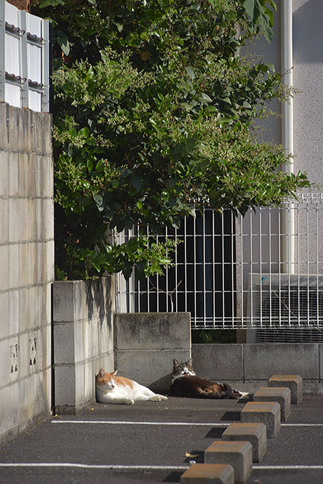 街のねこたち