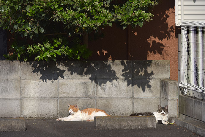 街のねこたち