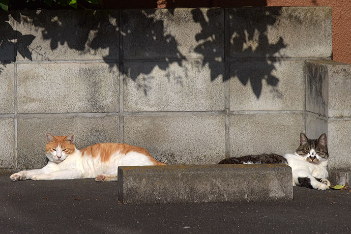 街のねこたち
