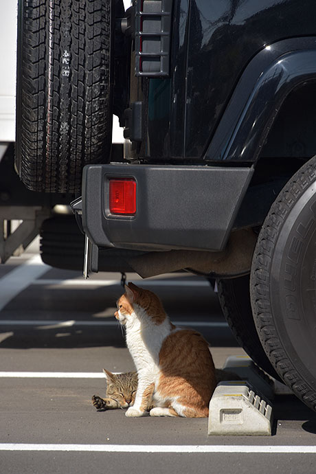 街のねこたち