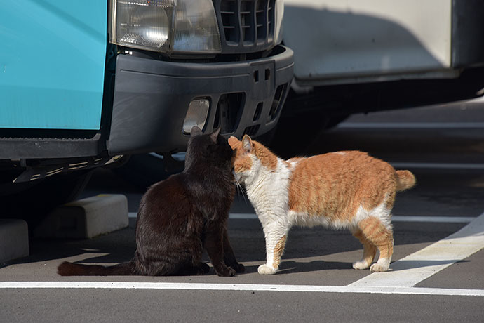 街のねこたち