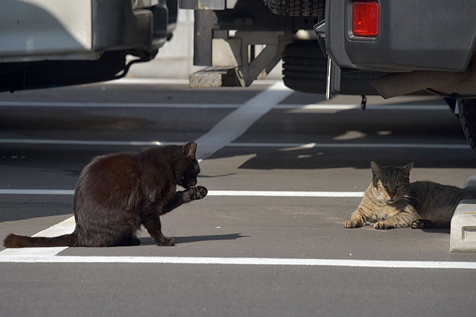 街のねこたち