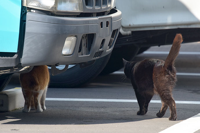 街のねこたち