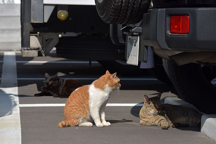 街のねこたち