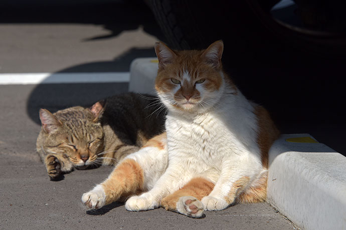 街のねこたち
