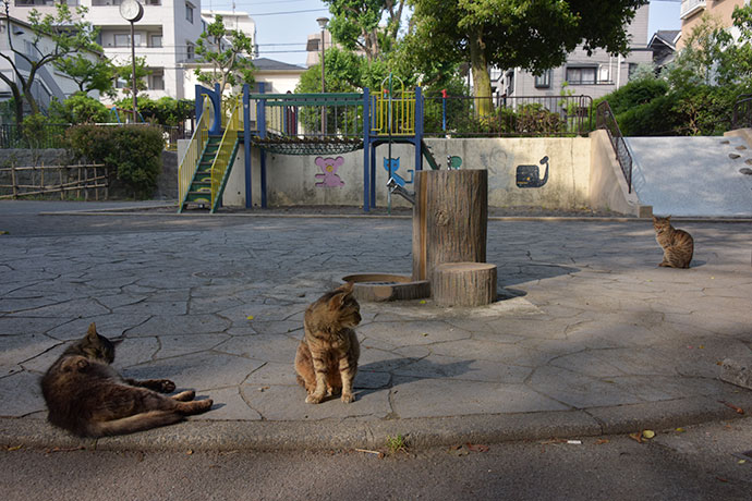 街のねこたち