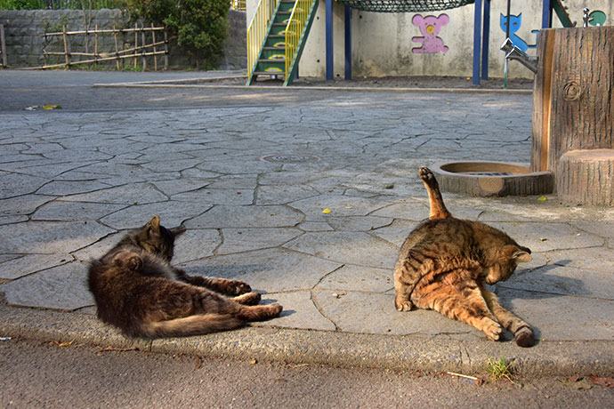 街のねこたち