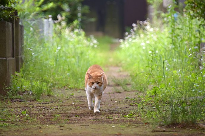 街のねこたち