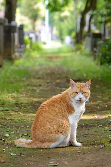 街のねこたち