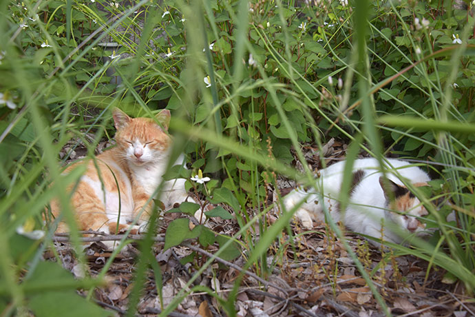 街のねこたち