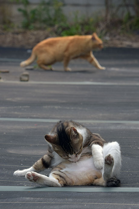 街のねこたち