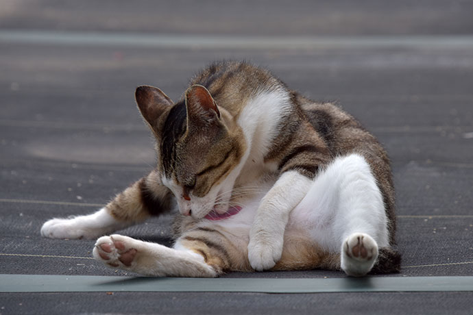 街のねこたち