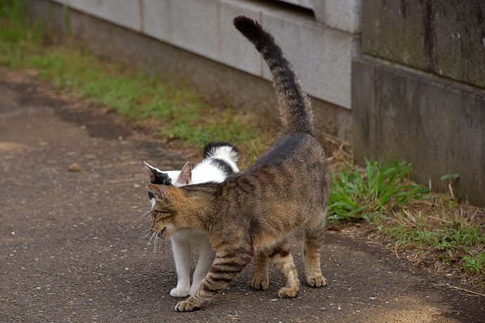 街のねこたち