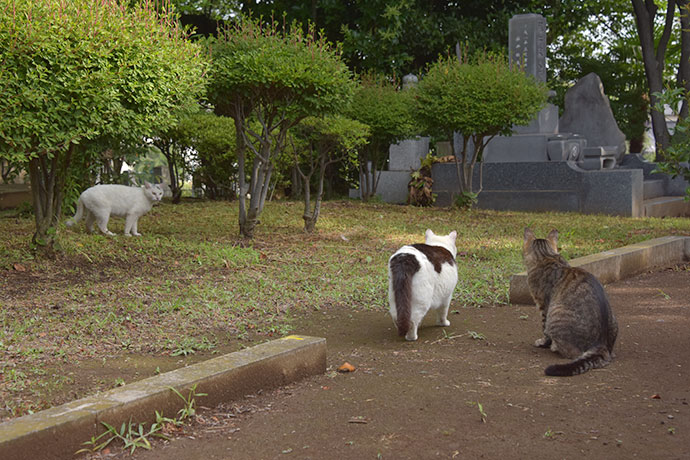 街のねこたち