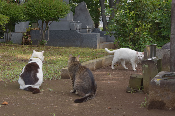 街のねこたち