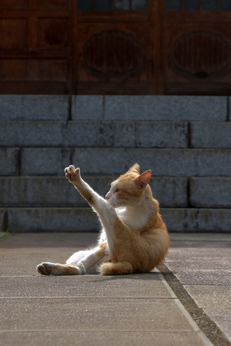 街のねこたち