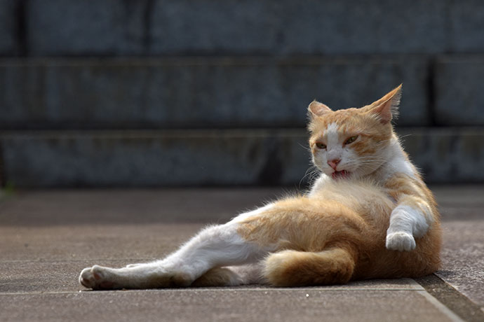 街のねこたち