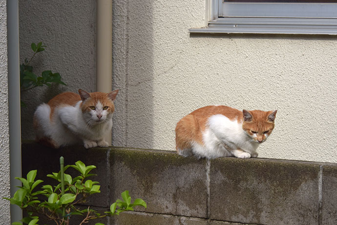 街のねこたち
