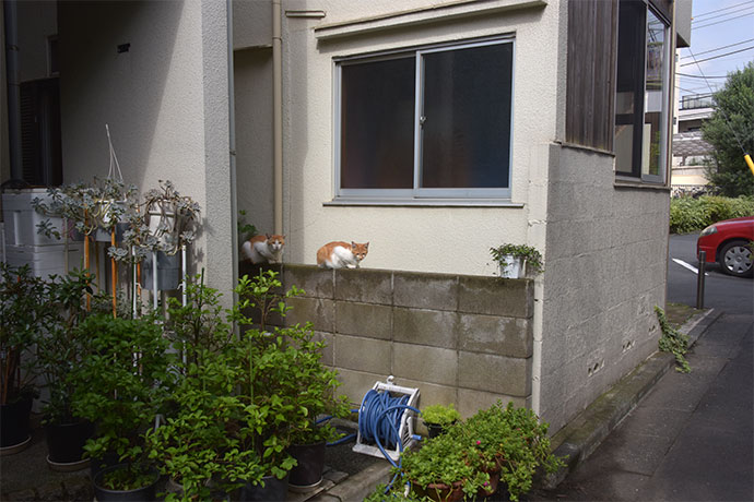 街のねこたち