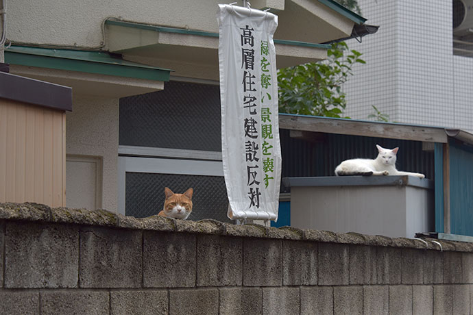 街のねこたち